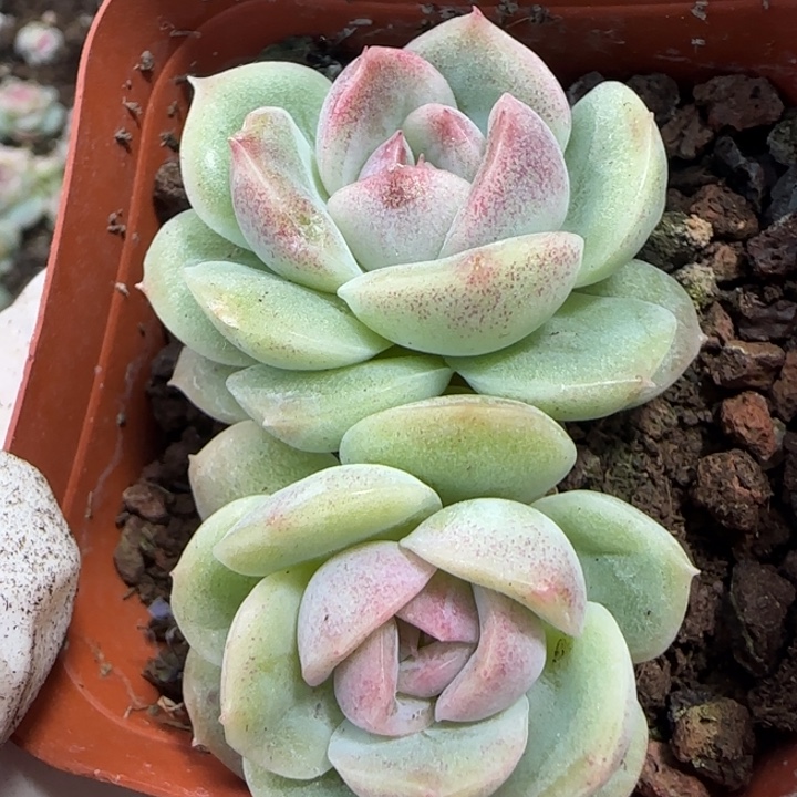 紫水晶珍妮双头一棵