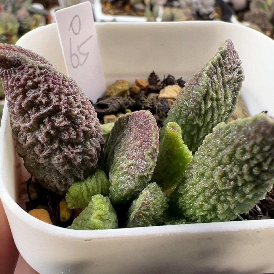 大叶型实生新品大苗多肉植物