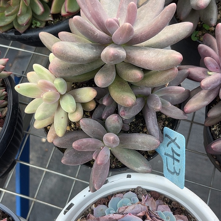 花***@两单包邮，一物一拍，43