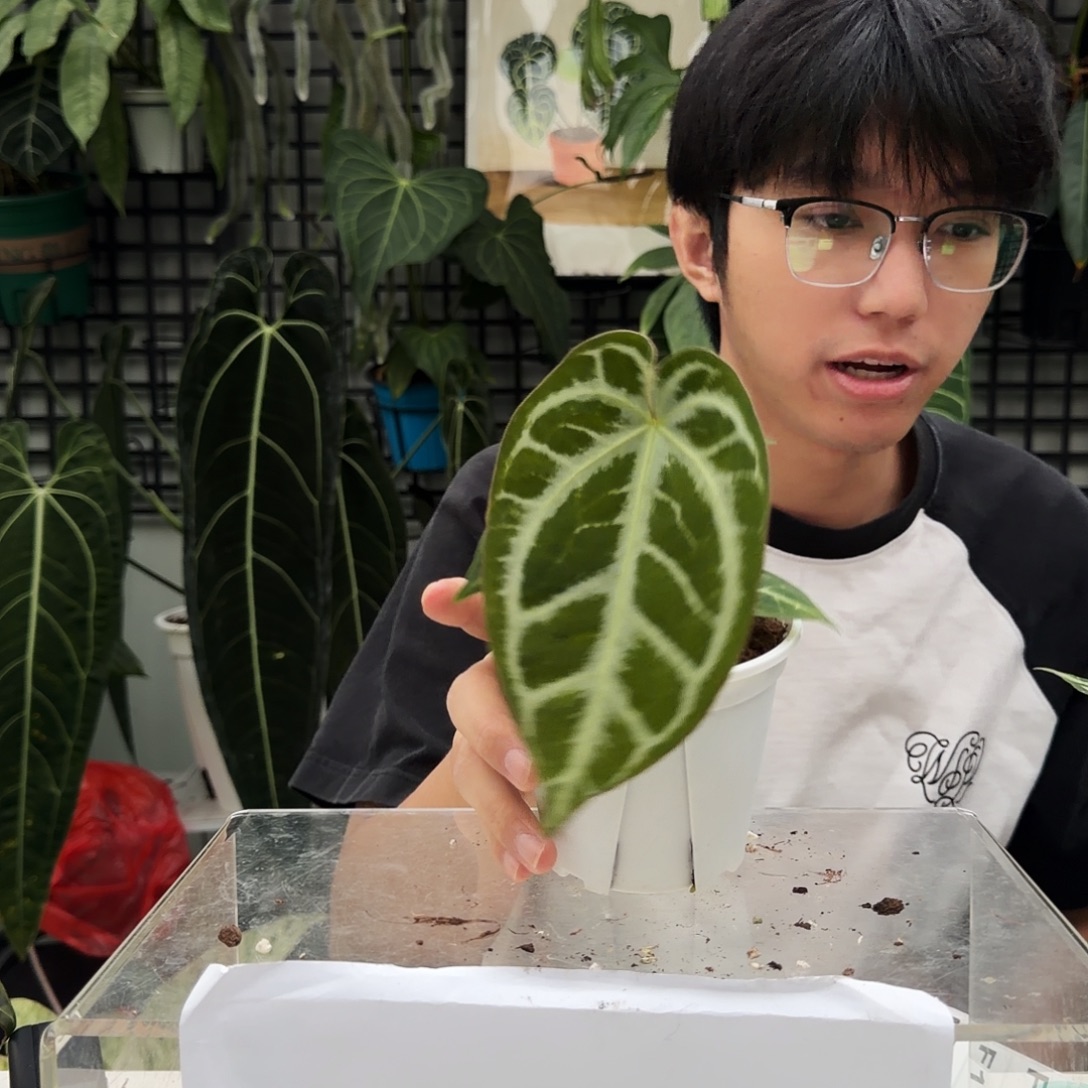 完全开放银骑士杂撕裂纹F110