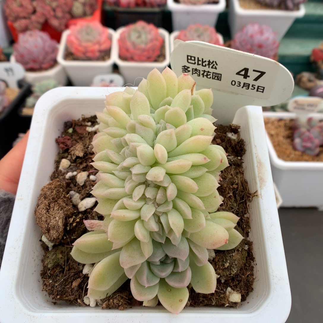 47月影系缀化多肉植物