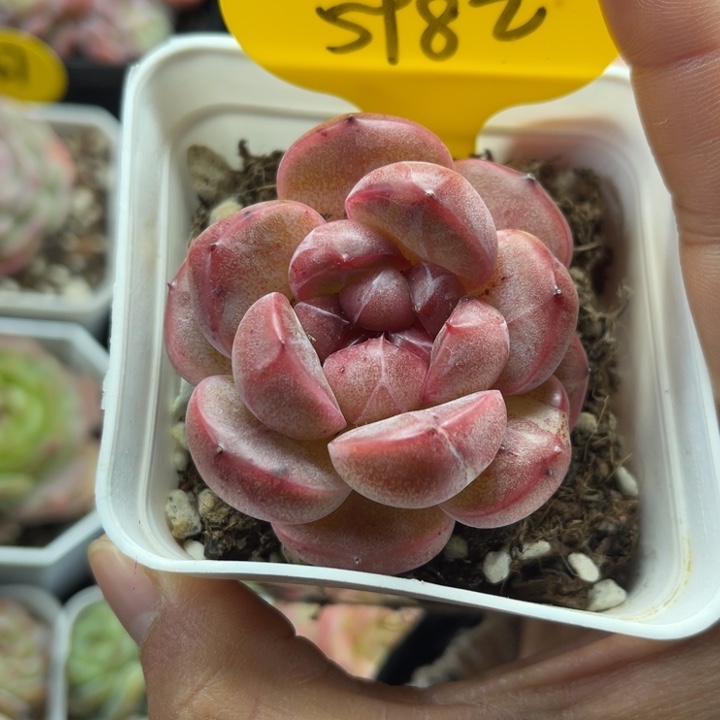 夜明珠珍妮单头5982