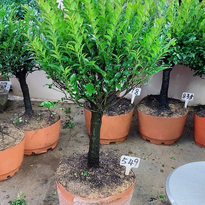 当前无花栽培后可以开花