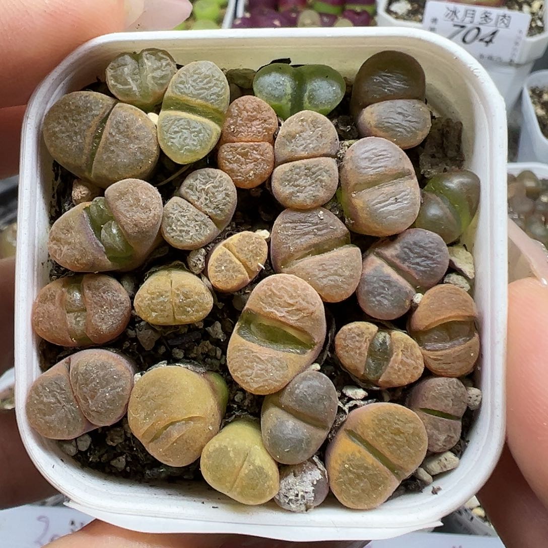 710蛋糕风铃带盆土发货