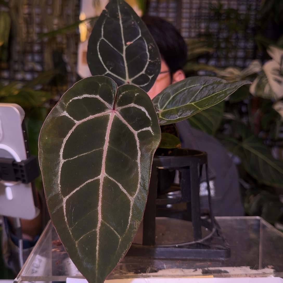 完全开放F460  紫水晶杂印尼寡妇