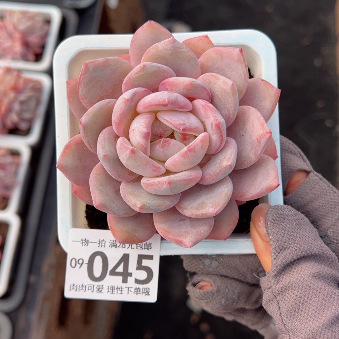 橙梦露多肉多肉多肉