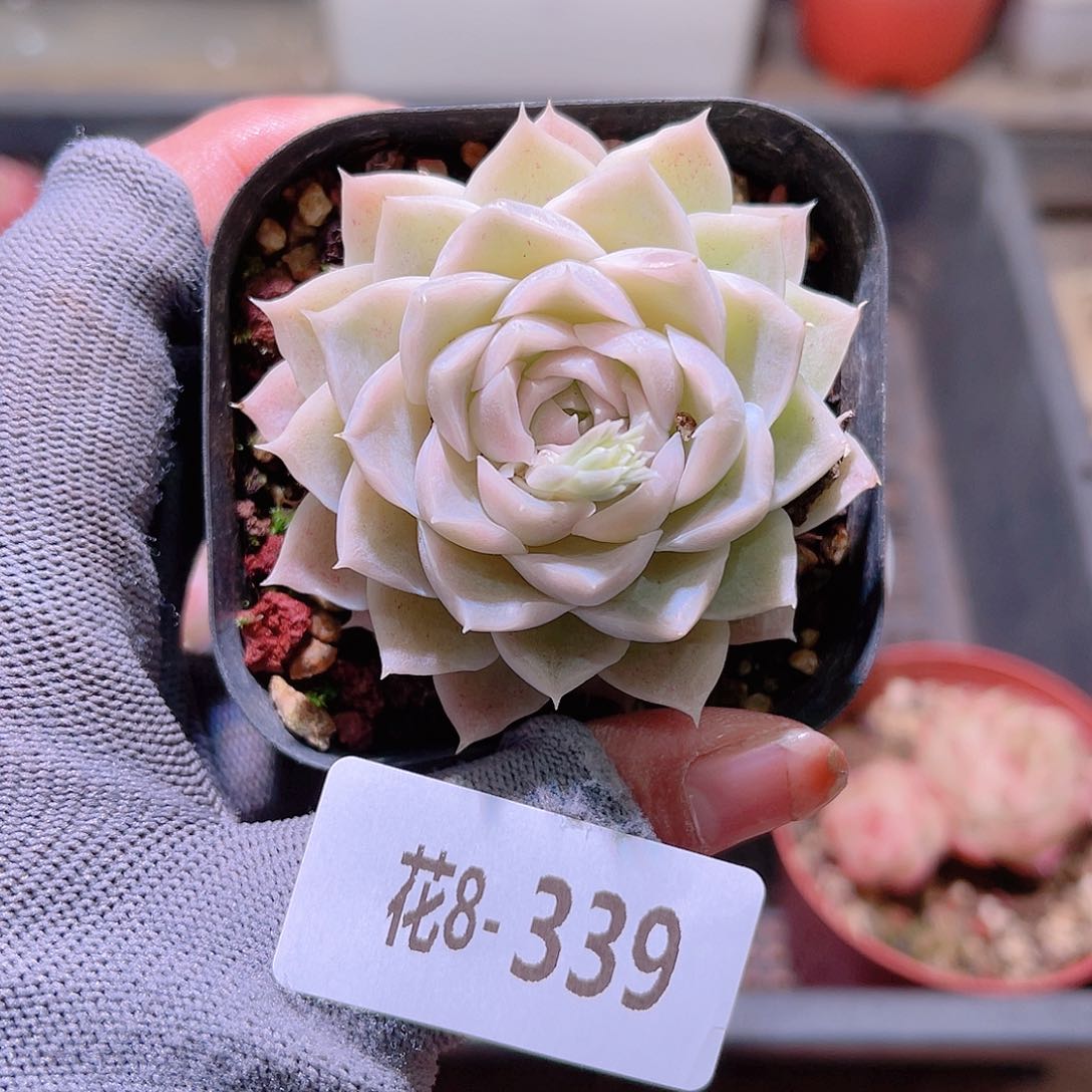 花08-339麦秆单头