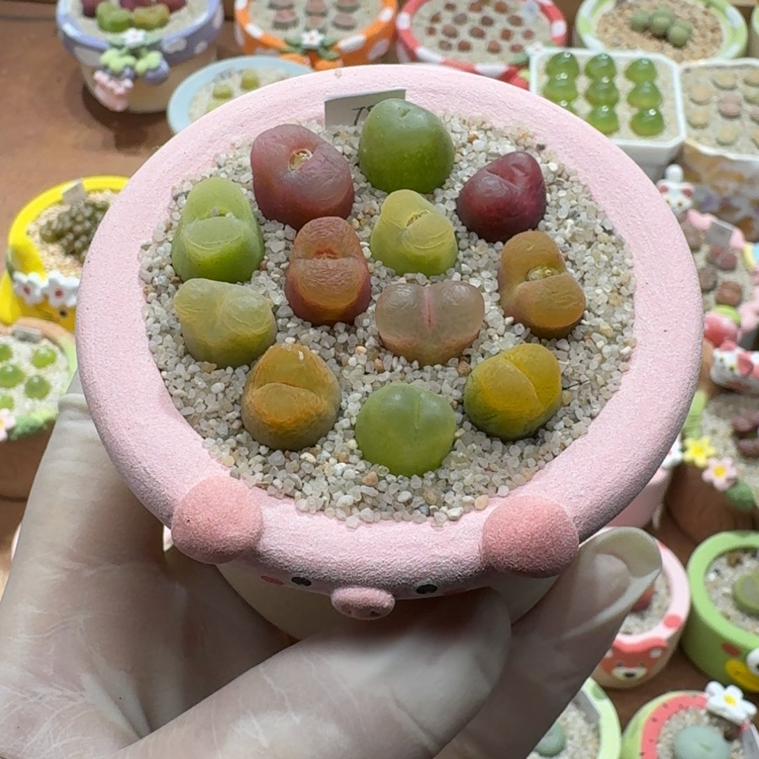 J***e1221-020连盆带花肉锥