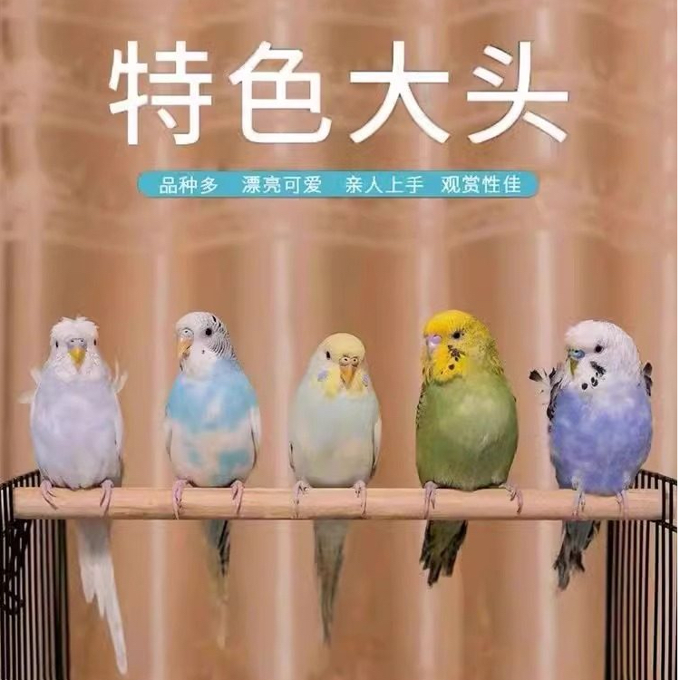 虎皮鹦鹉活体手养可繁殖适合家养观赏鸟