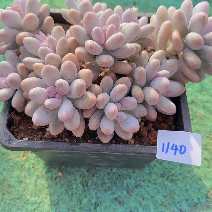 1140汤圆多肉植物