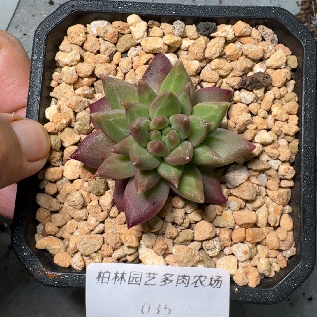 35 美人杂交 一物一拍