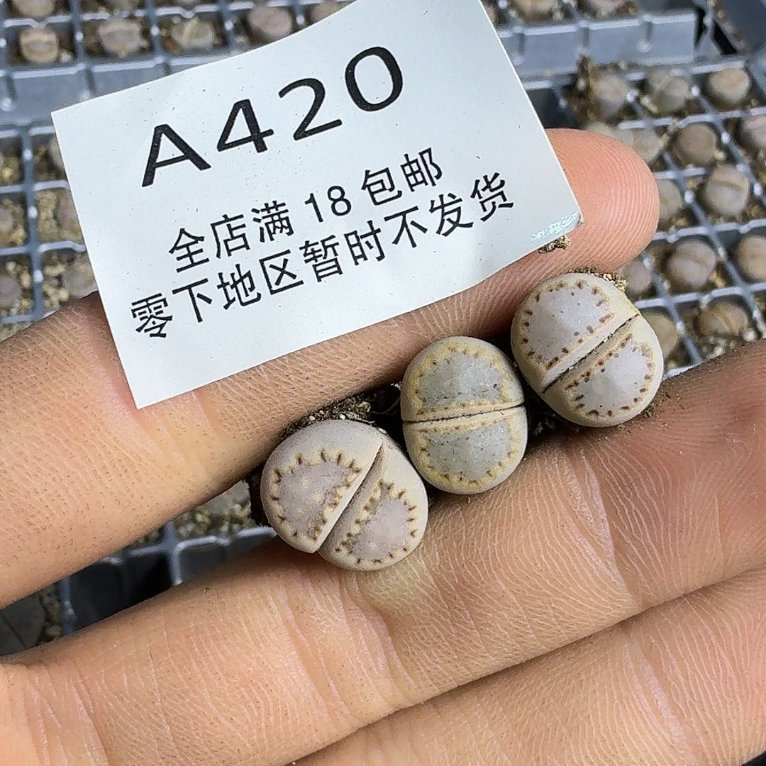 A420 哈哈哈哈哈哈哈哈哈