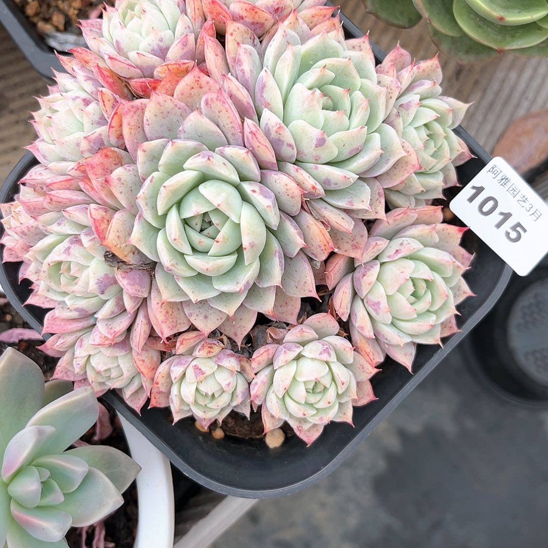 阿雅园艺。   1015