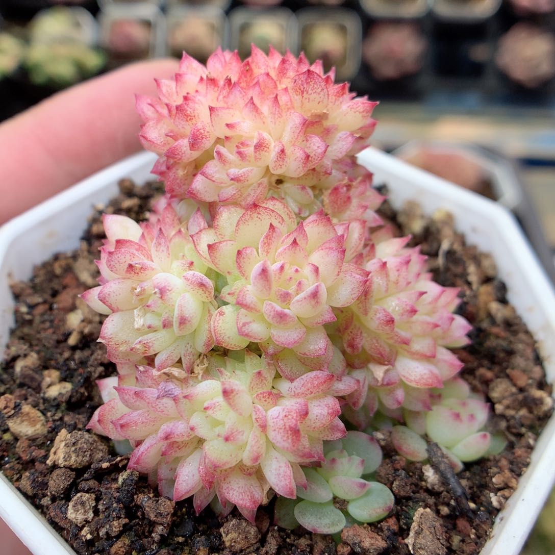 G76 ，20包邮两天凑单