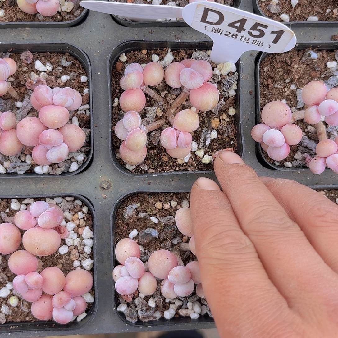 D451丸叶糖果桃蛋一物一拍