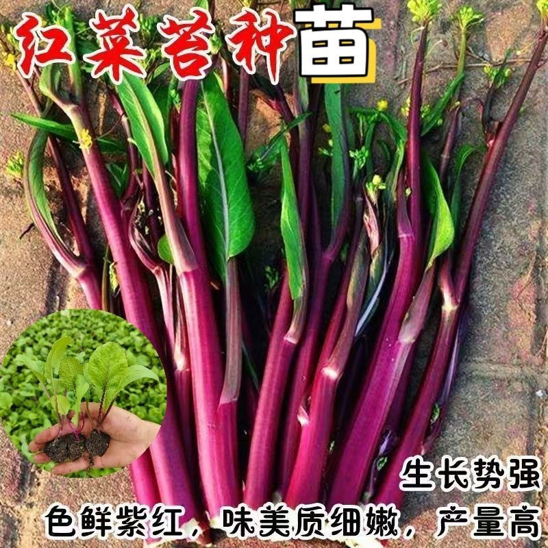 红菜苔秧苗耐寒带土紫芸菜苔红油菜苔洪山菜苔耐寒菜心蔬菜苗
