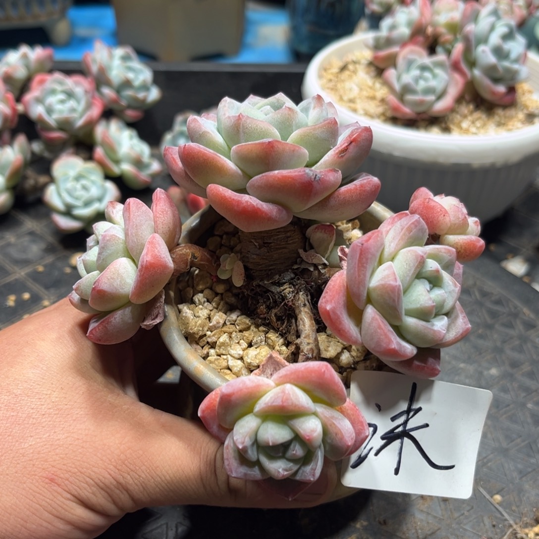 沫专拍冰玉造型老桩