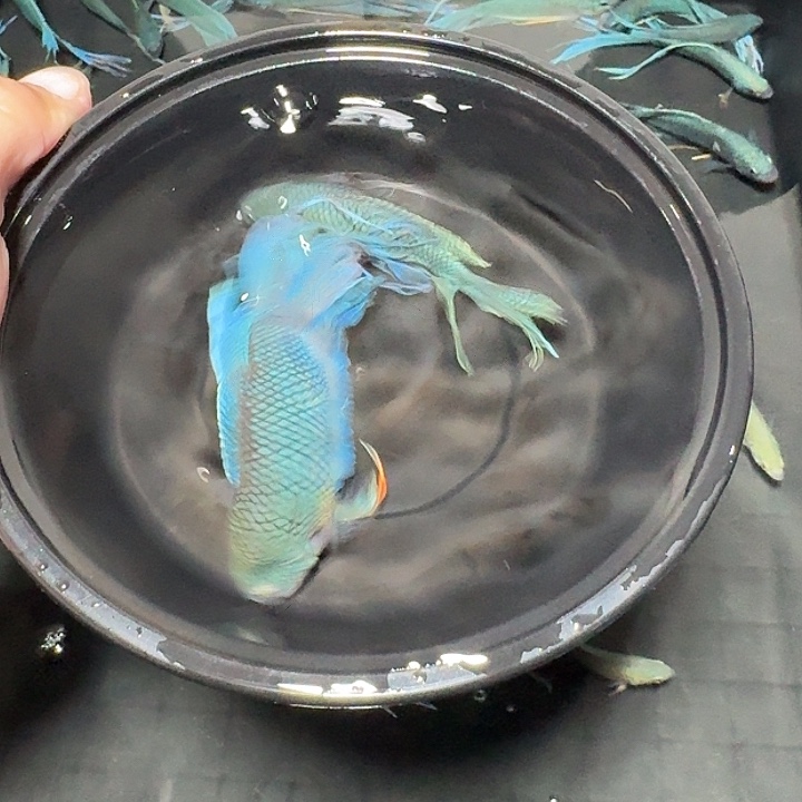 斗鱼直播间对图库存12