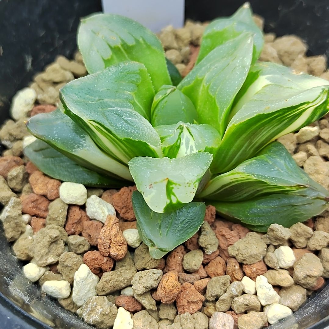 2号冰城锦 6.5厘米左右一物一拍带盆满38包邮发货