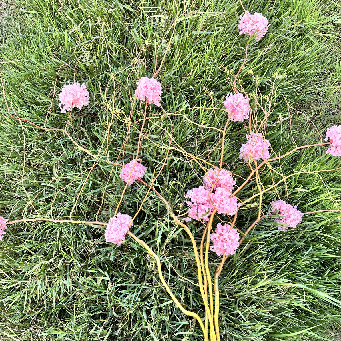 柳暗花明——永生绣球  鲜切造型黄金龙柳可水培