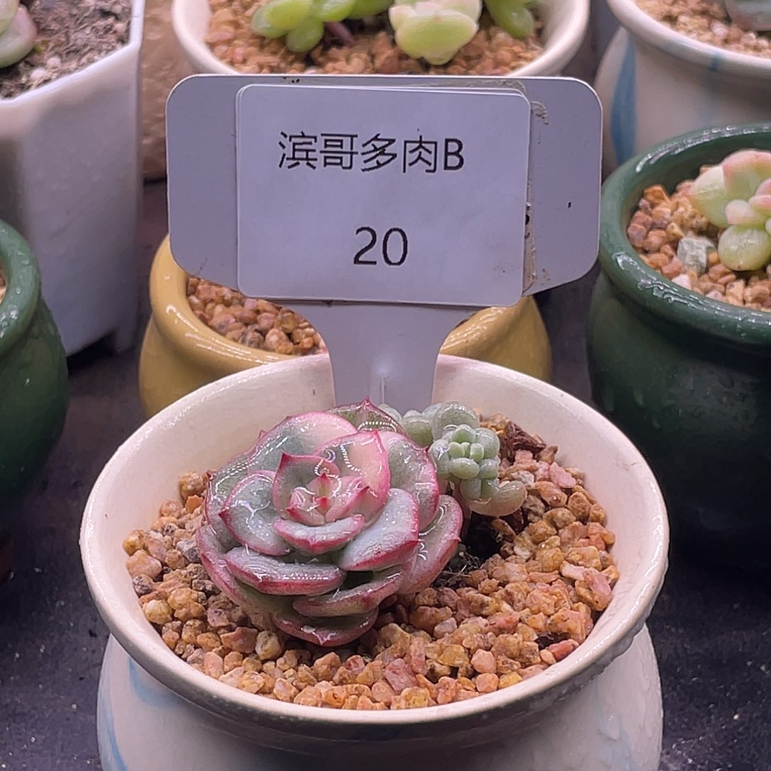 滨哥多肉B20三文鱼锦福利
