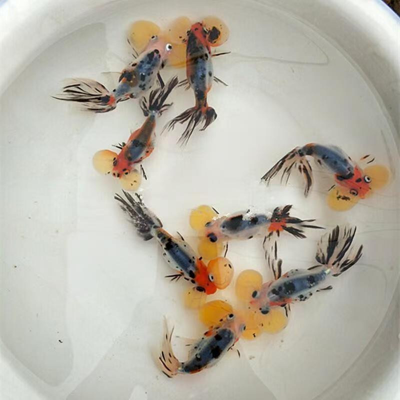 水泡金鱼冷水观赏鱼五花奶牛樱花色好养耐活渔场直发