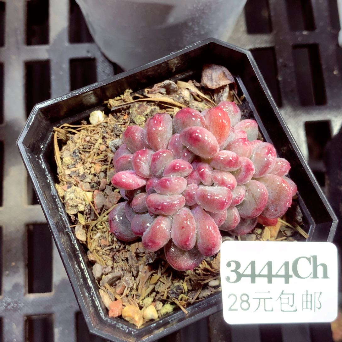 5厘米盆精控多肉3444