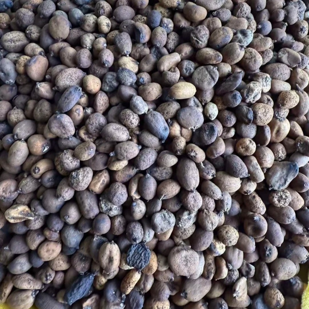 【藏地拉姆】高原藏区  地下明珠参