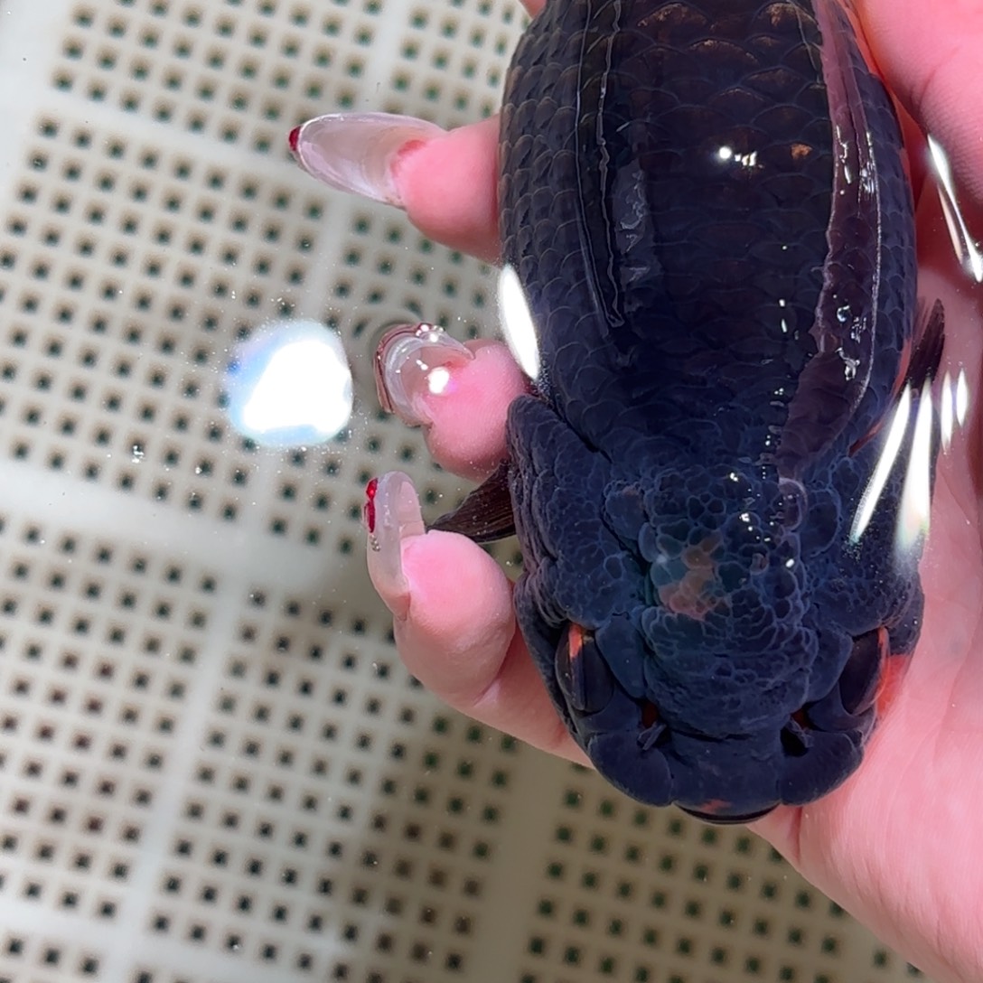 帅***园金鱼拍包装包邮不拍包装运费到付