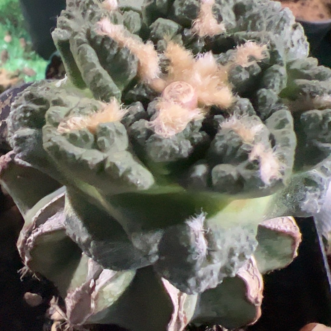 龟甲牡丹仙人球090