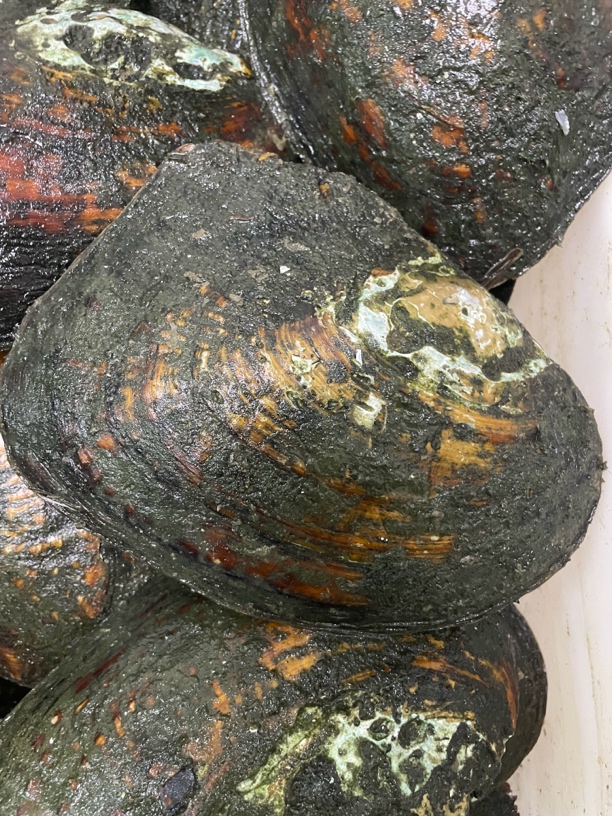 飞碟巴洛克 开2个 可DIY定制