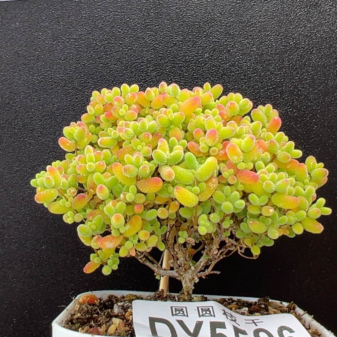 dy5596小老桩精控蜜橘糖球冠幅6.5cm