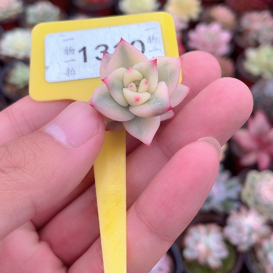 海***X1310号彩虹锦头盖