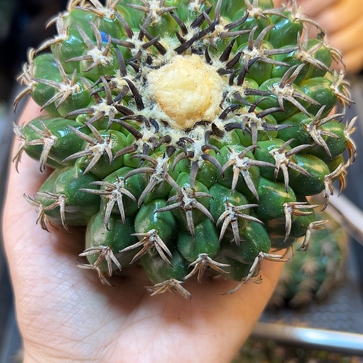 苗接猫爪圆盘玉含刺10公分无根