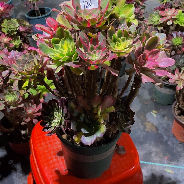 行***远架接000000000126号