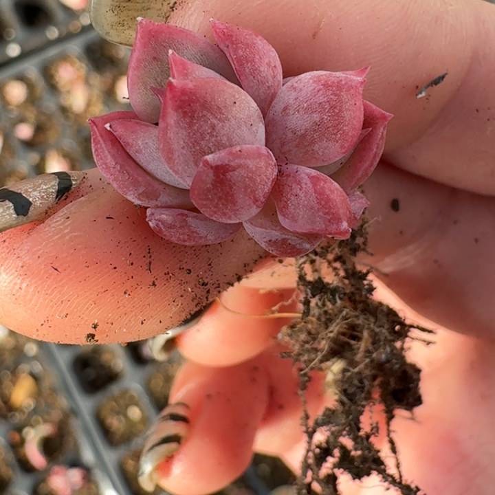 冰月亮彩冰一物一拍24