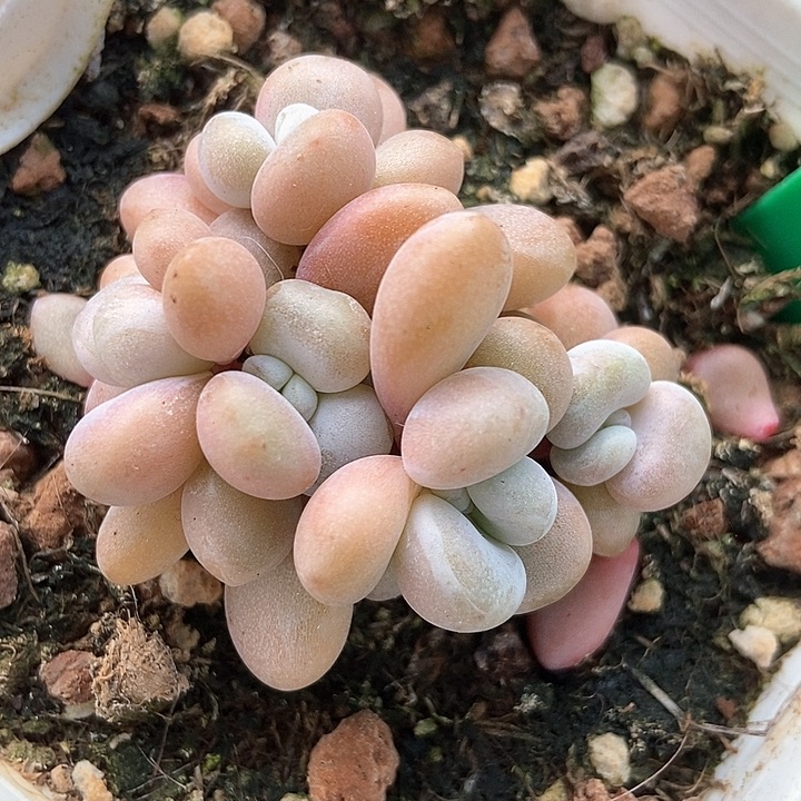 多肉植物654多肉