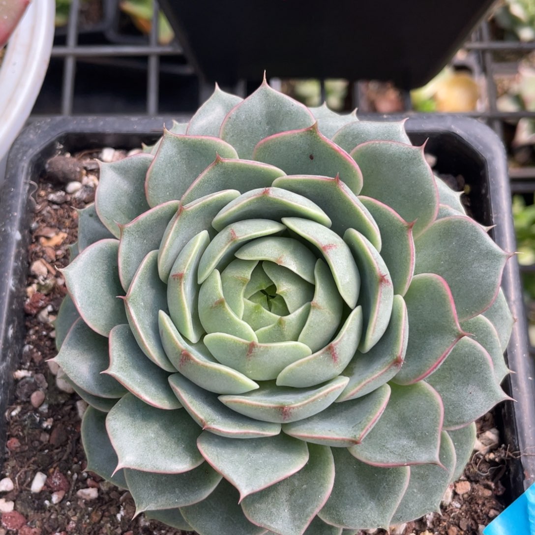多肉植物多肉植物0508