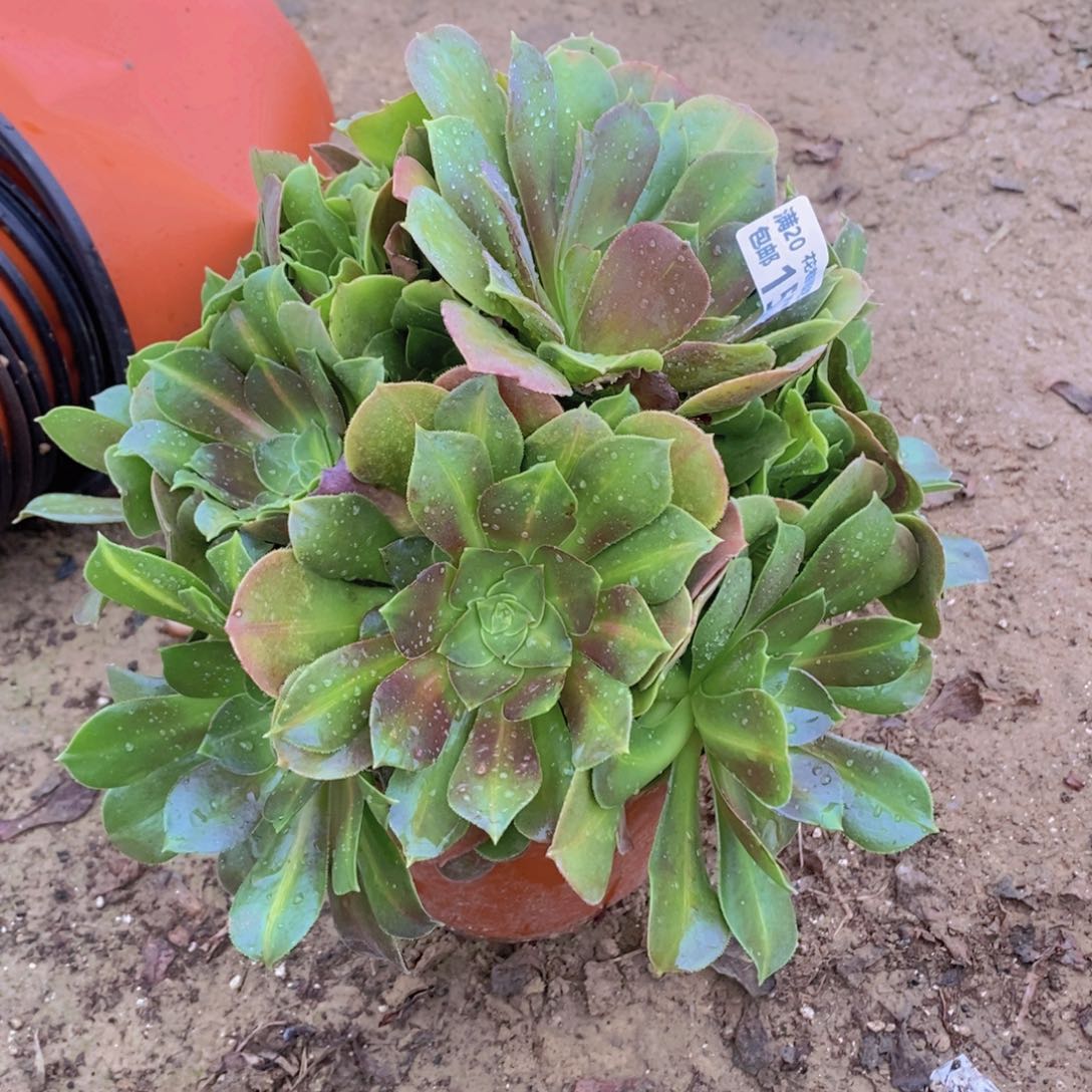 1557 号一物一拍多肉植物