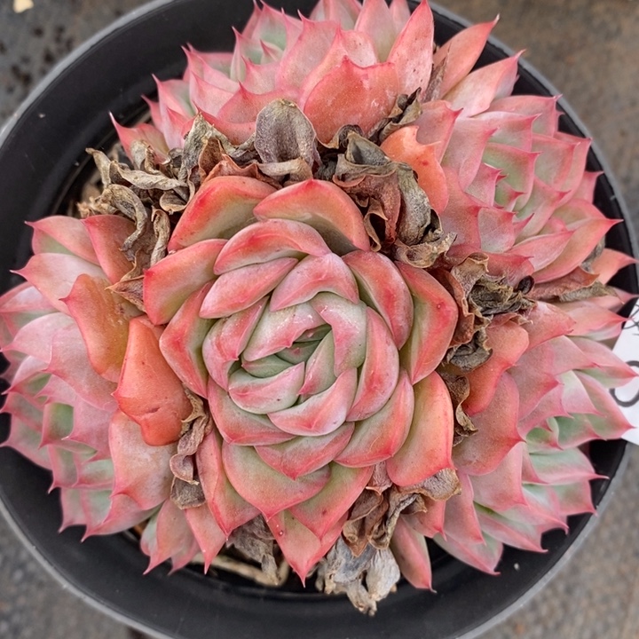 336杂交老桩基地～10厘米