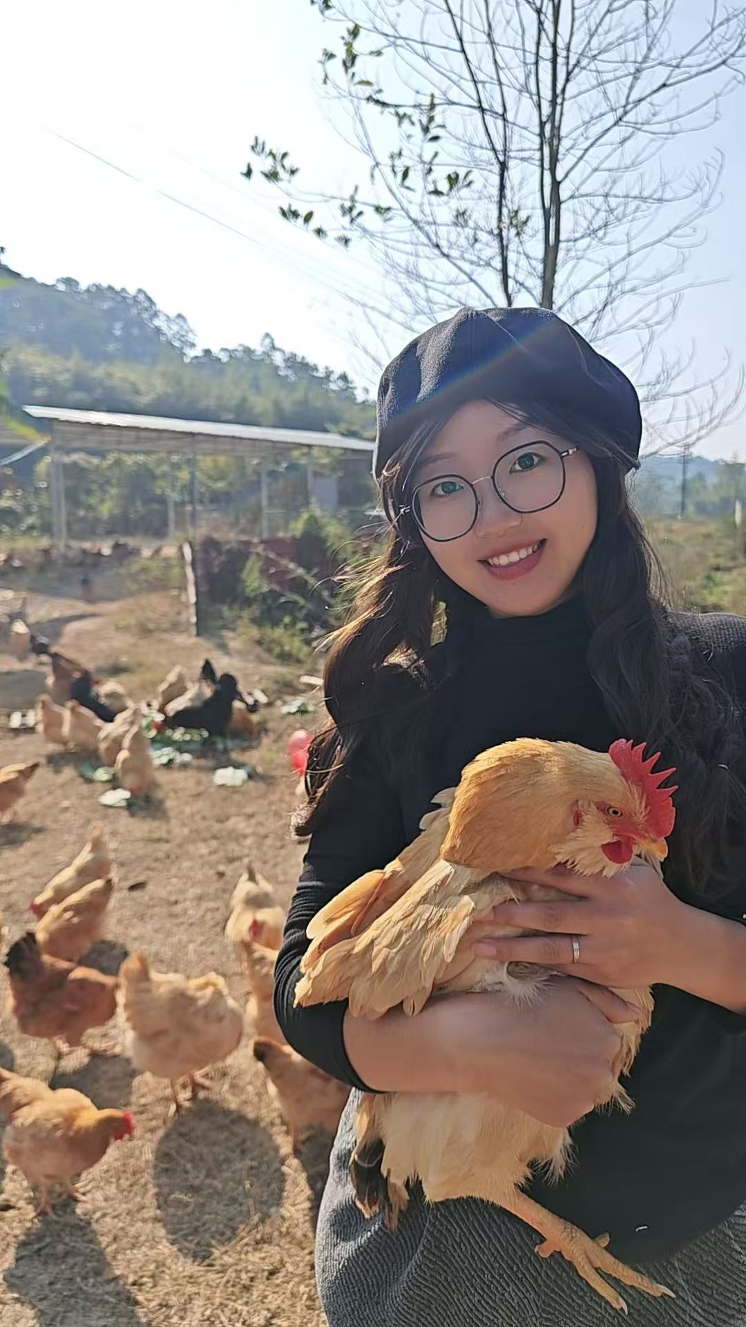 散养土鸡走地鸡清远鸡 文昌鸡 胡须鸡 阉鸡 老母鸡