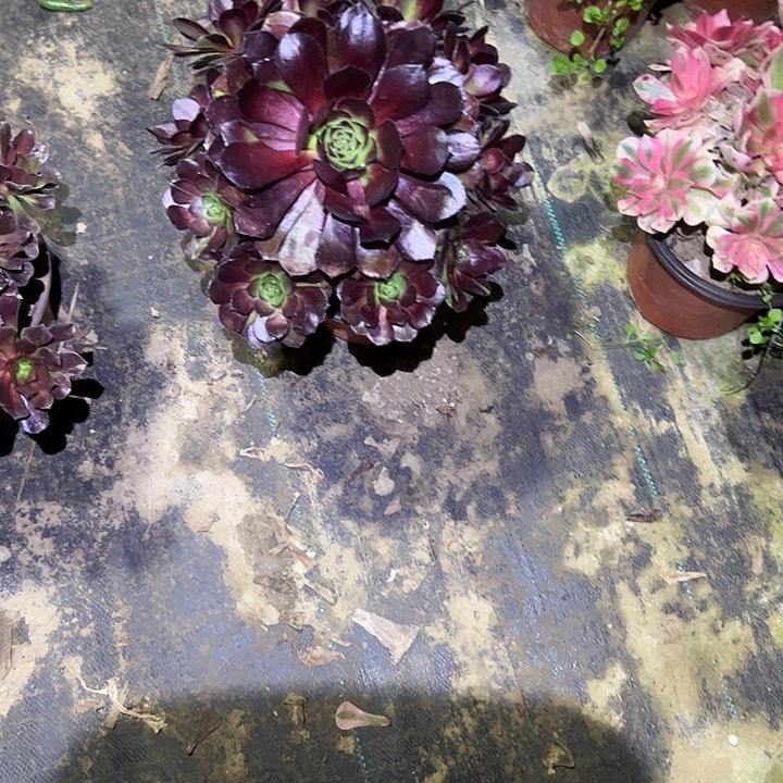 不包侧枝一物一拍40