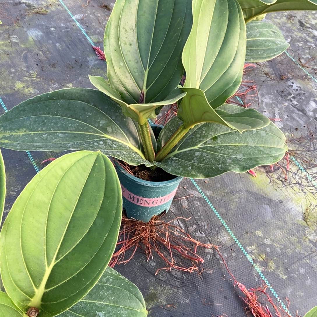 当前无花栽培后可以开花R***?