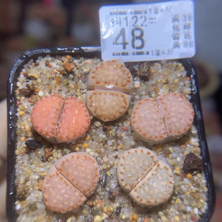 精品生石花122.48