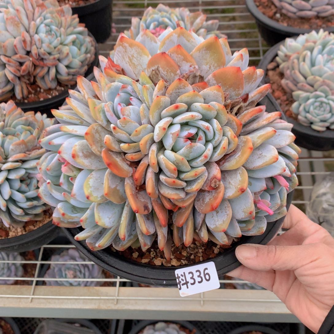 336多头一个小孩子都要