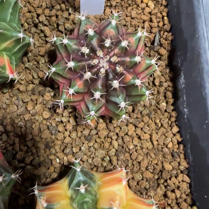 89-0107实生泰国发货多肉