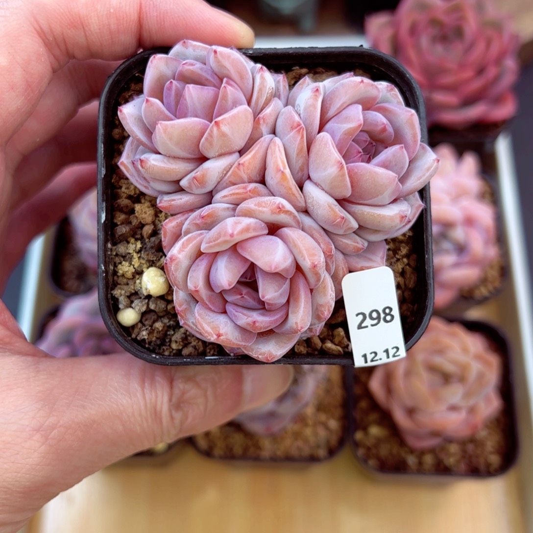 好好看298、哈哈哈哈