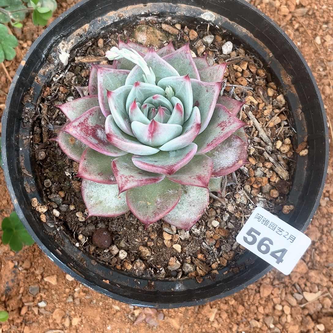 阿雅园艺。       564