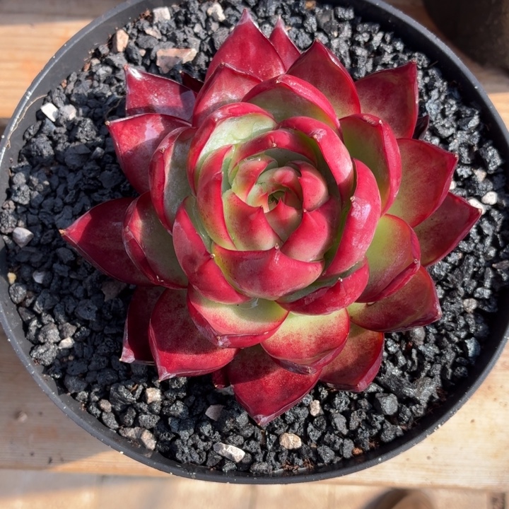 幸***家开播福利 惊鸿仙子-4