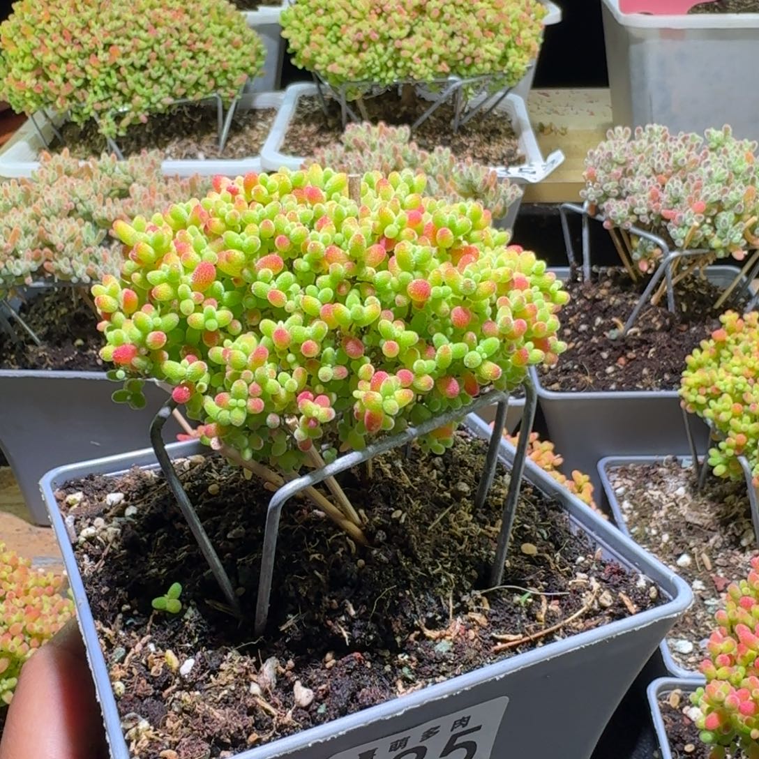 枝干番杏金桔糖球385